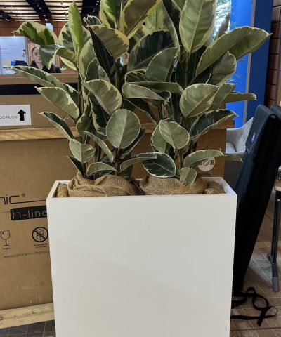 Congrès des pharmaciens 3